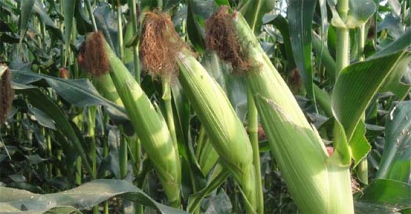 报道称，中国政府已要求企业暂停出口玉米，以稳定玉米价格并遏制通胀风险。