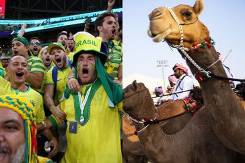 卡塔尔世界杯足球赛预计吸引超过120万名游客入境。WHO吁民众应避免在当食用骆驼奶或未煮熟的骆驼肉。