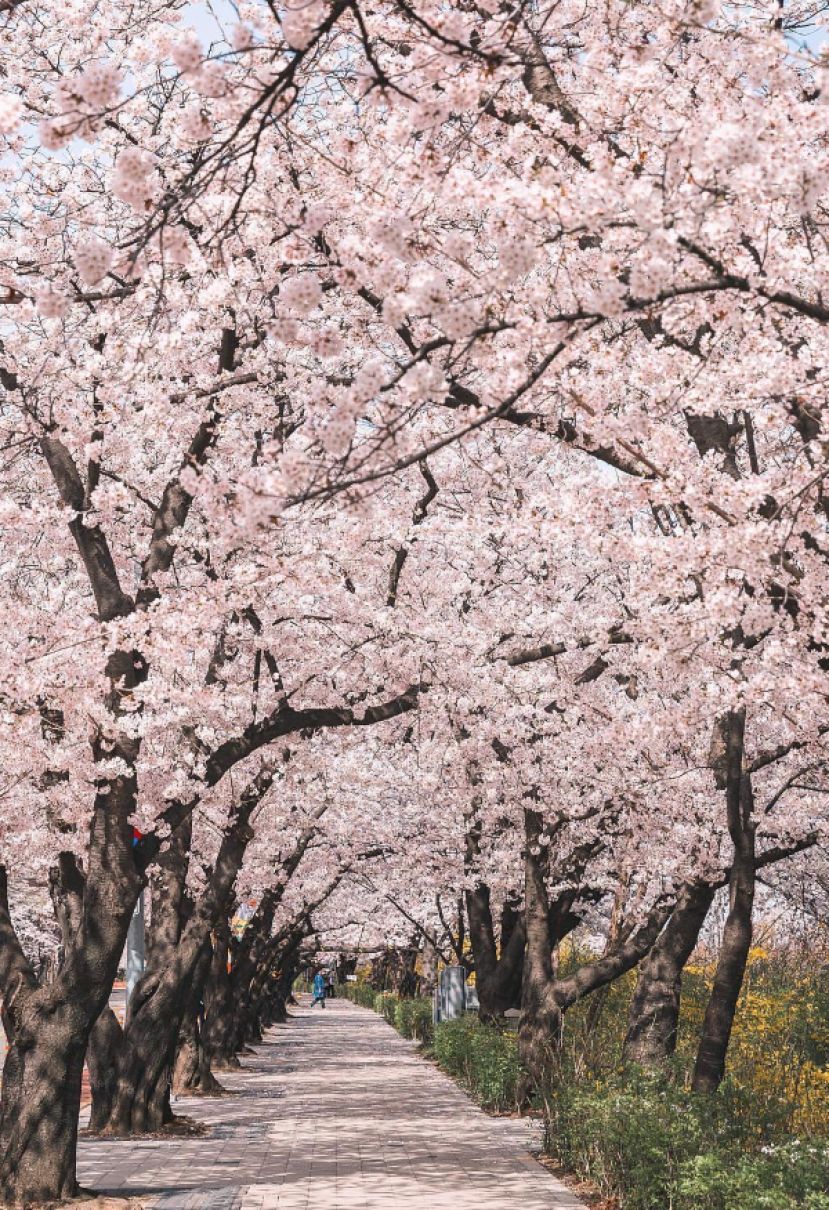 首尔樱花盛放。