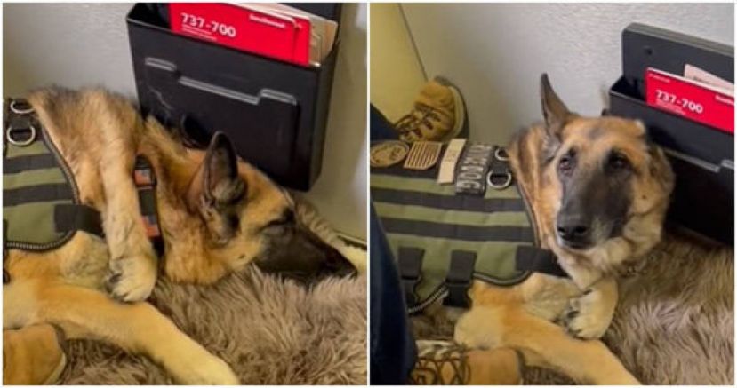 原本睡觉的军犬卡亚，听到乘客鼓掌声一脸萌样探头非常可爱。