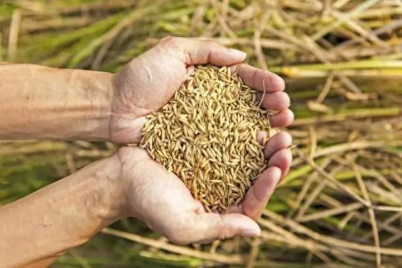 16日起生效 稻米收购底价 每公吨提高至1500令吉