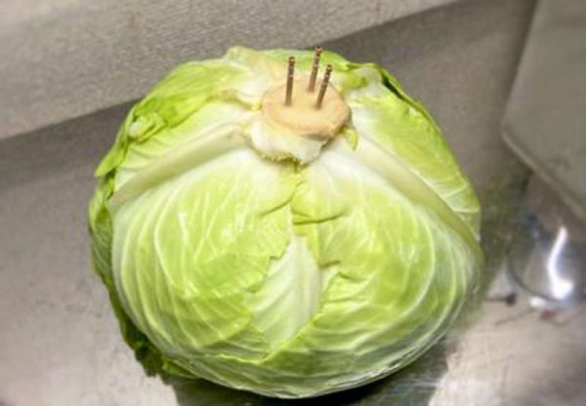 牙签插高丽菜　日主厨：1个月还超清脆