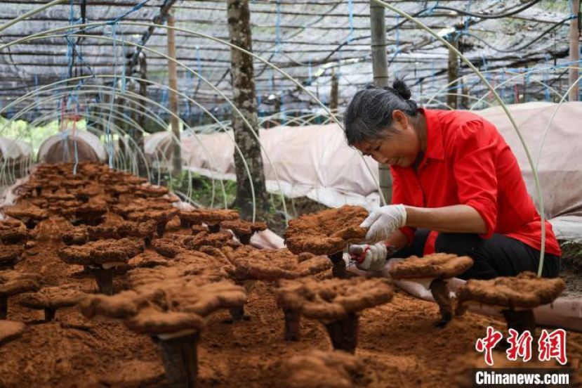 安徽省宣城市旌德县云乐镇灵芝种植基地内，芝农正在采收灵芝。