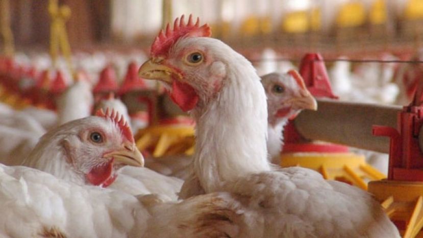 英国禽流感疫情不减　英格兰所有家禽须室内饲养