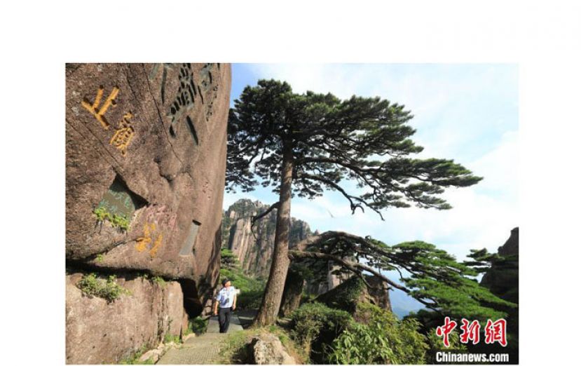 胡晓春检查迎客松的长势。