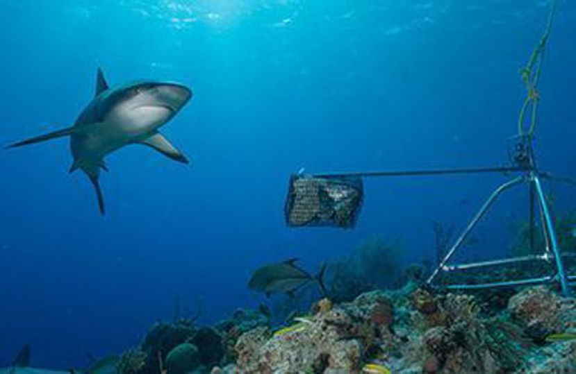 全球近2/3珊瑚礁鲨和鳐或濒临灭绝