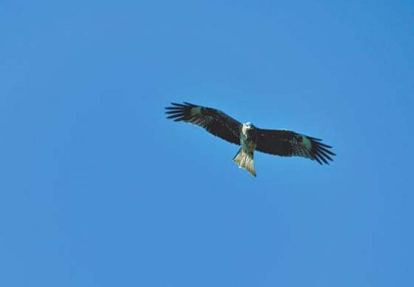 麻鹰翱翔的天空。