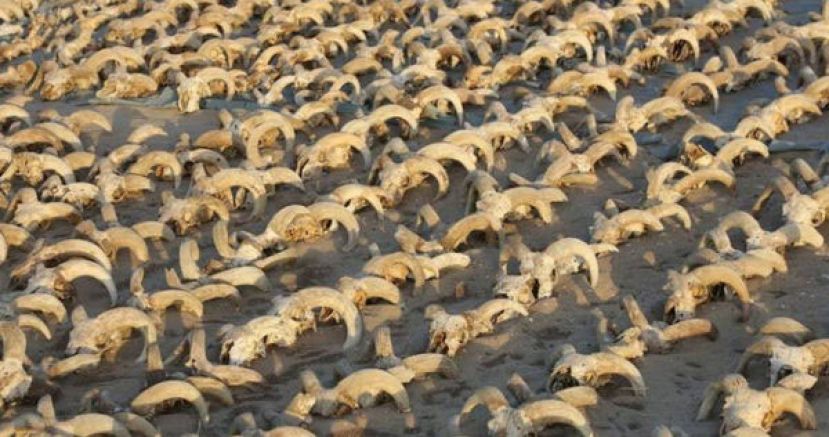 美国考古团队在埃及发现2千颗羊头遗迹。