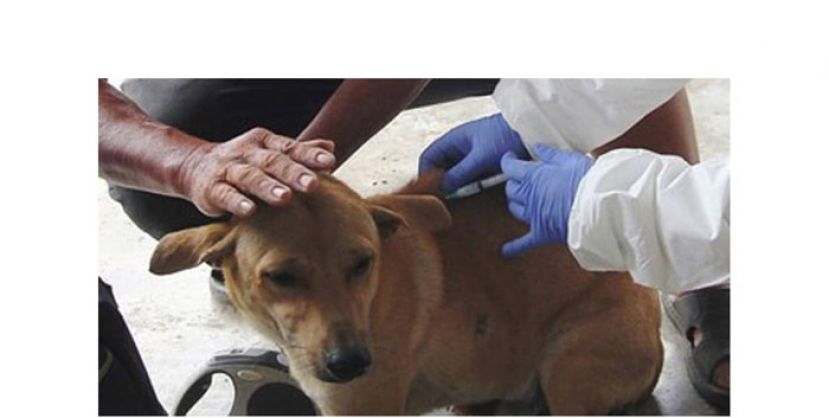 卫生部提醒狗主为家犬注射狂犬病疫苗。 