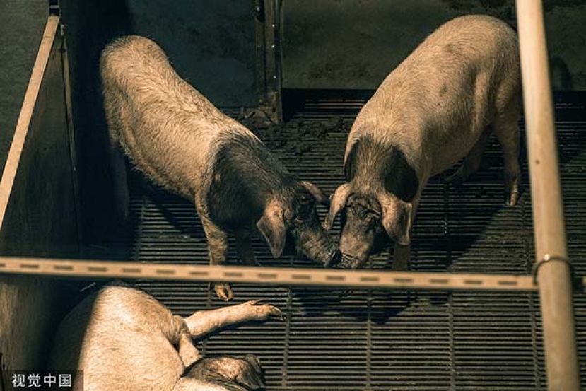 ●中国猪肉价格暴跌。