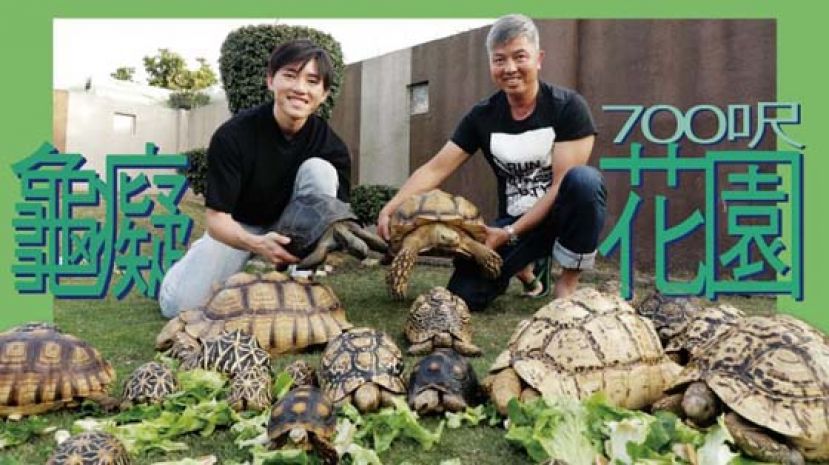 Oscar跟爸爸现时饲养超过21只陆龟。