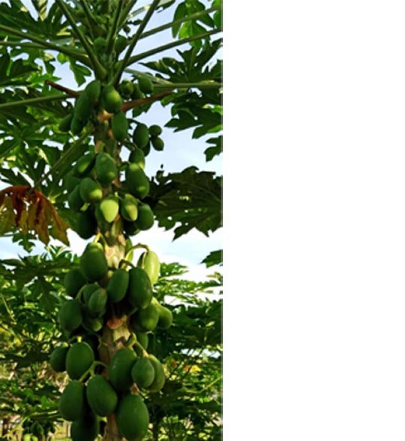 布丁木瓜树长果累累，顶端仍在开花。