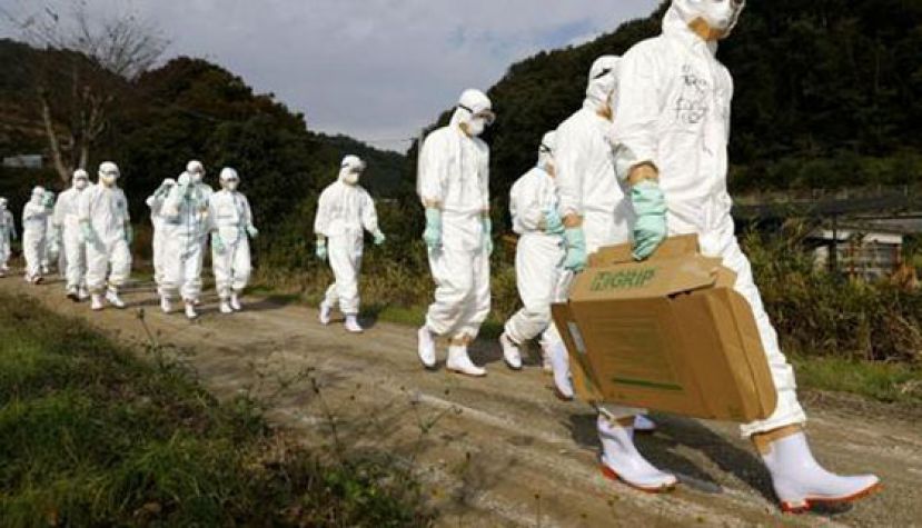 西媒：禽流感在欧洲大面积传播