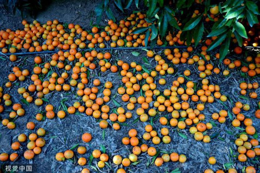 来不及采收而掉落在地的柑橘农损。