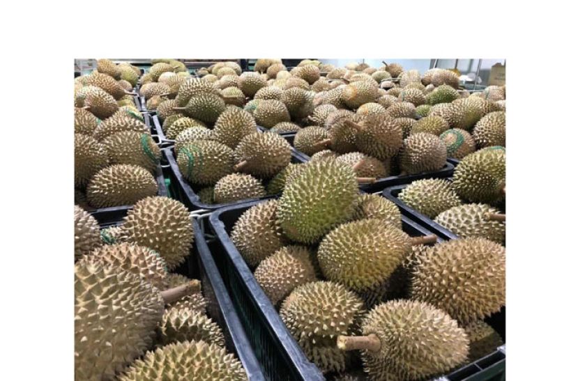 出口中国鲜果榴梿大受欢迎　首批40吨24小时内售罄