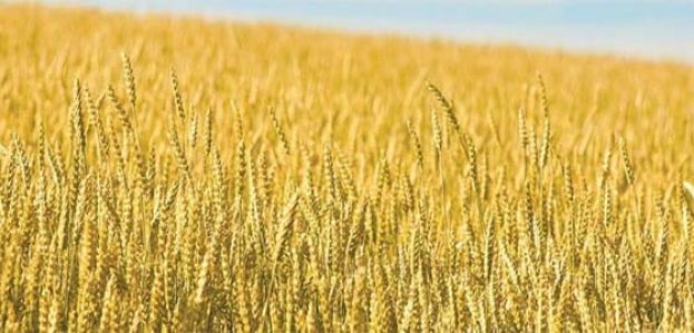 中国购买3年来最大批量美国大麦。