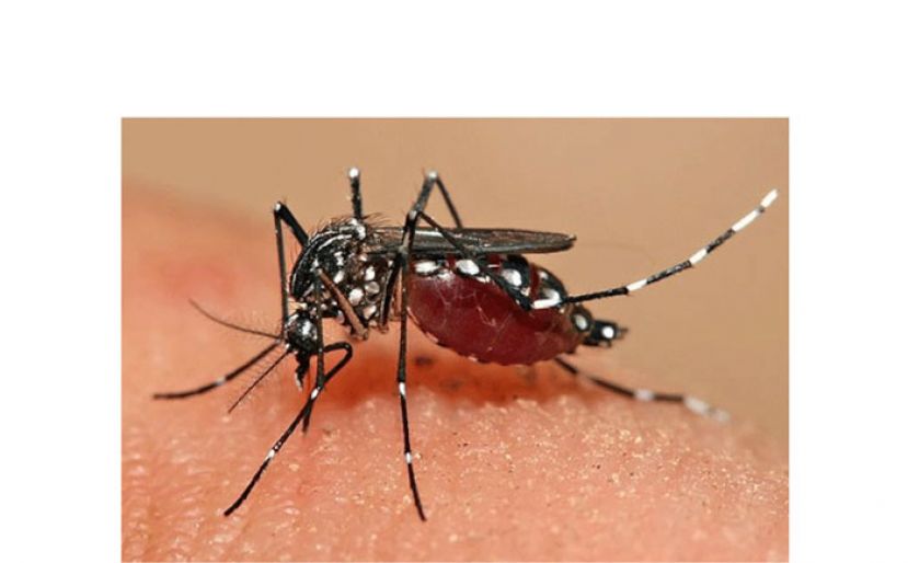 副首相：骨痛热症病例激增400%