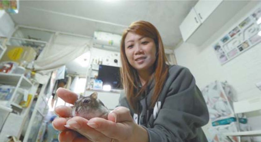 Karmen与两只宝贝仓鼠感情很好，照顾它们的时间比凑女还多。