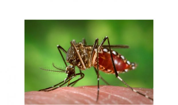 卫长：首7月骨痛热症暴增139% 夺40命