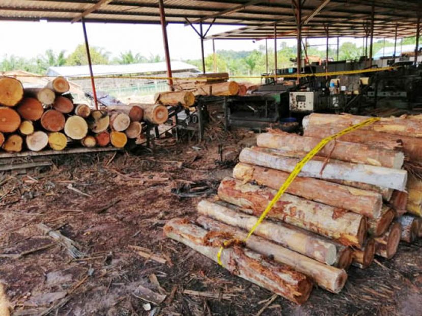 泗里街水警部队在一件非法板厂成功起获木桐和重型车辆及机械。