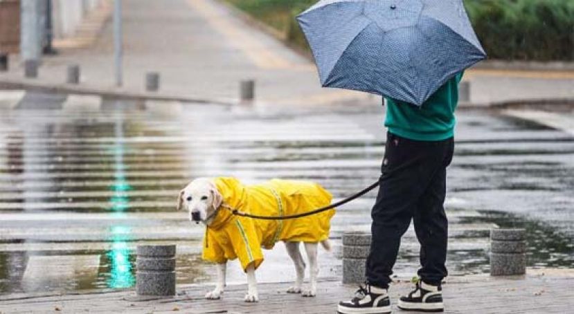 美研究员13年跟踪调查    养宠物可减缓老年人认知能力下降