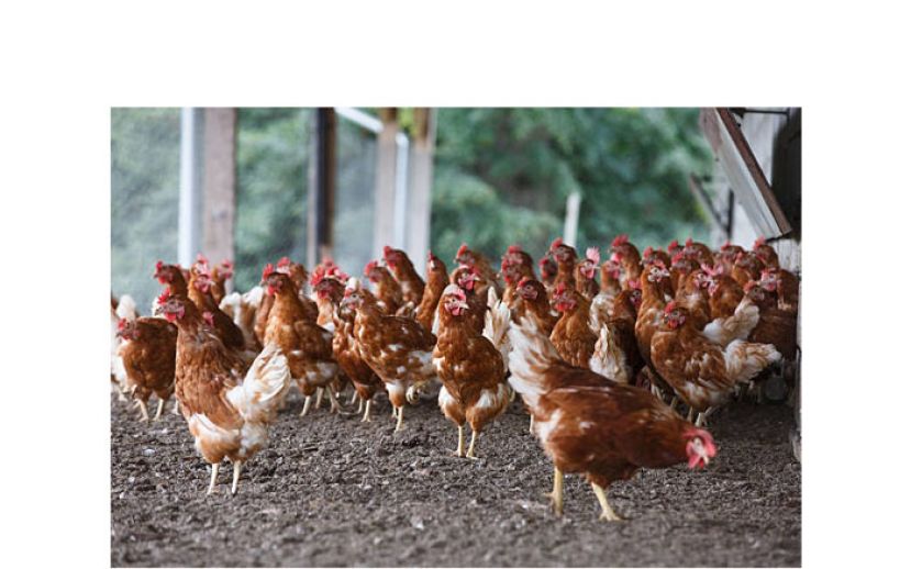 统计局发布生产成本　肉鸡每公斤6.53令吉、鸡蛋每粒48仙