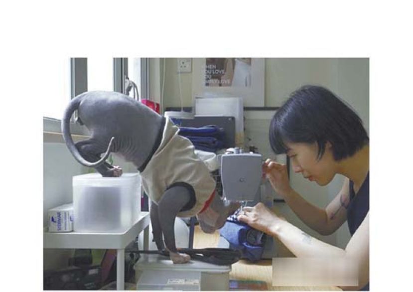 Twiggy在家中做衫时，猫儿很喜欢伴在左右，好奇它下一季的新衣。