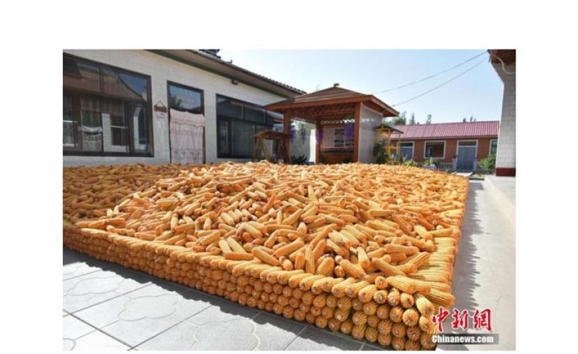 民宿院落里晾晒着丰收的玉米。