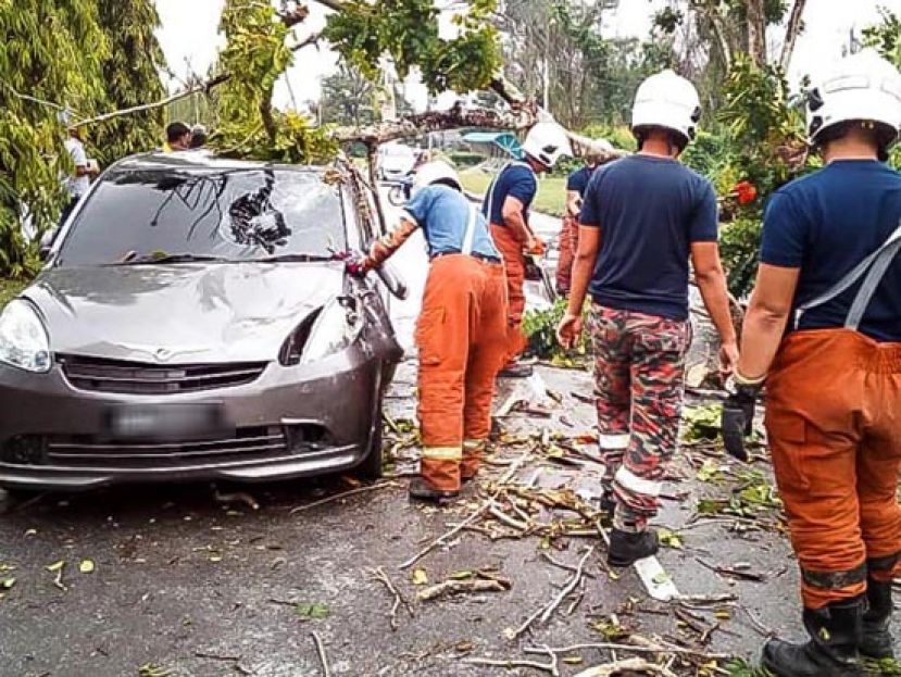 轿车被大树泰山压顶，消拯员赶到施援。