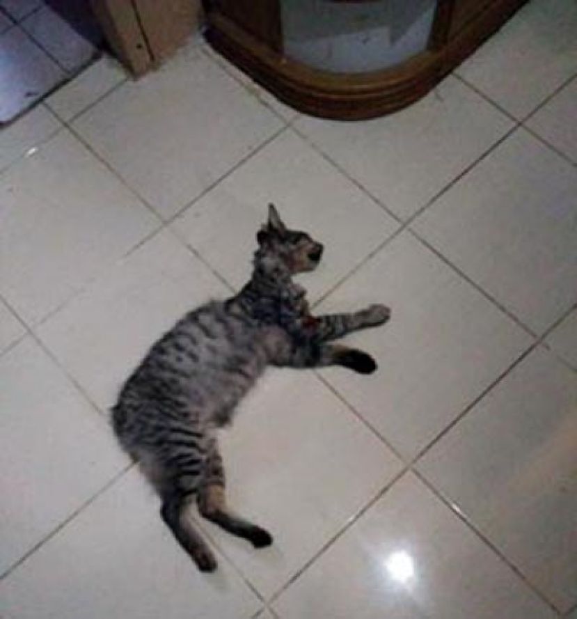 死里逃生的虎斑猫脱险后躺在地板上喘气。