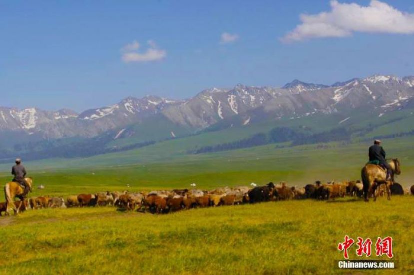 新源县的牧民离开冬春居住的牧场，陆续与家中的牛羊一起迁徙转场到达夏牧场那拉提草原。