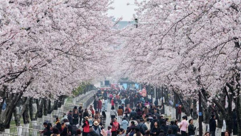 武汉西北湖公园樱花进入盛花期，吸引众多游客拍照打卡。