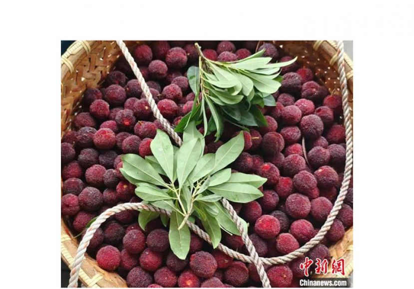 近日上市的浙江青田杨梅。