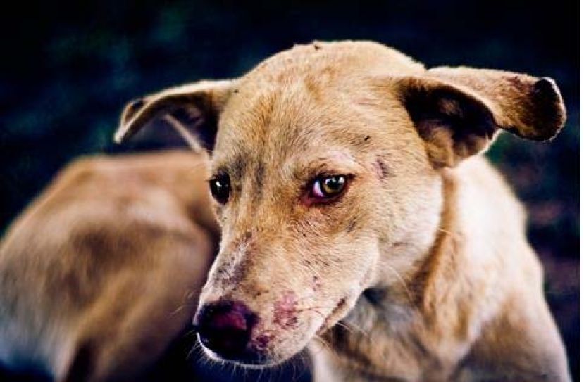 砂2024开年迄今  再有3人狂犬病身死