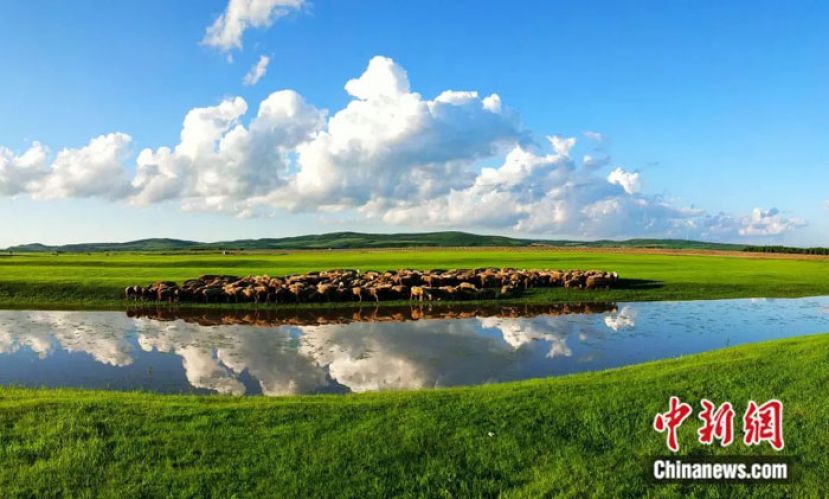 夏季的呼伦贝尔草原水草丰美，牛羊成群。