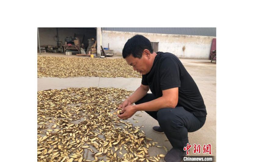 陈庭振正在查看晾晒的甘草。