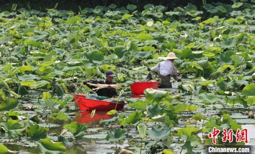 武汉蔡甸藕农正在荷塘里&ldquo;抽&rdquo;藕带。