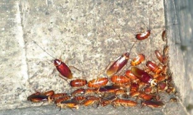 狂吞数十只活蟑螂 男子突然呼吸困难死亡