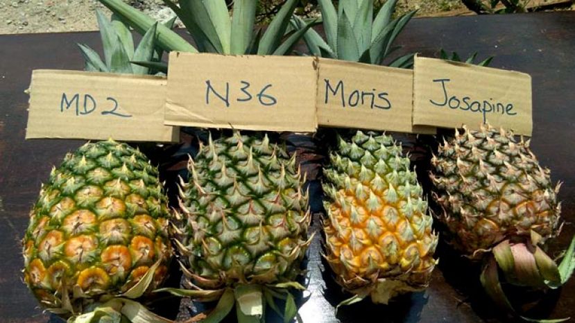 黄梨四大天王外皮的区别。