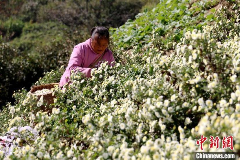 安徽省歙县北岸镇金竹村村民在山坡采摘黄山贡菊。