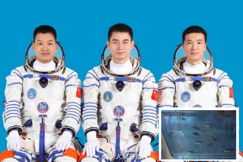 执行神舟十八号任务的三名太空人。小图为与人类基因87％相似的斑马鱼。