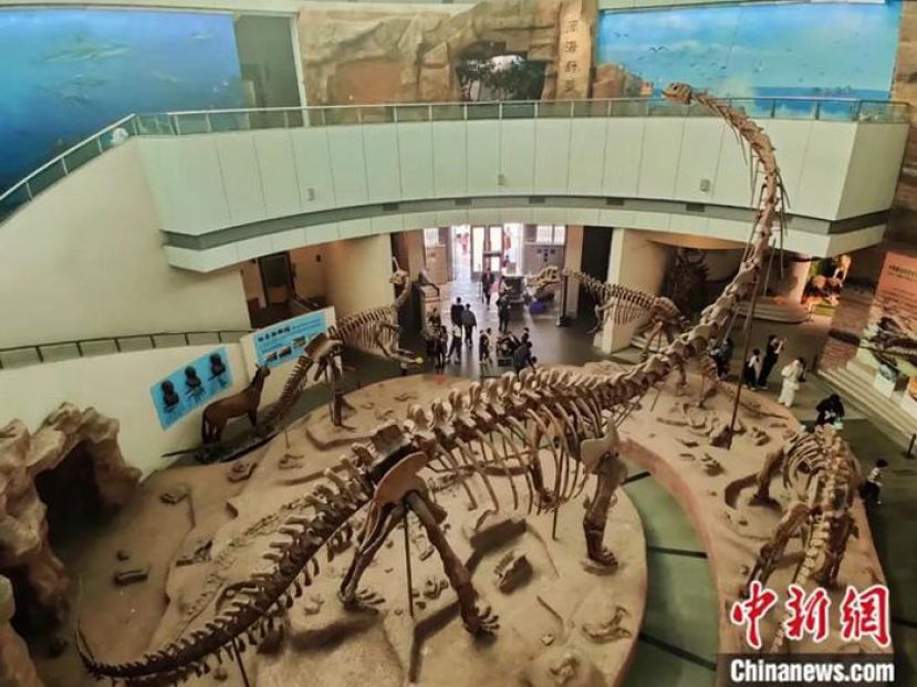 福建博物院自然馆展出的恐龙化石。