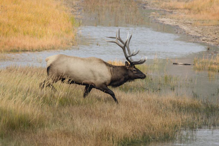 美国黄石国家公园的一头麋鹿。