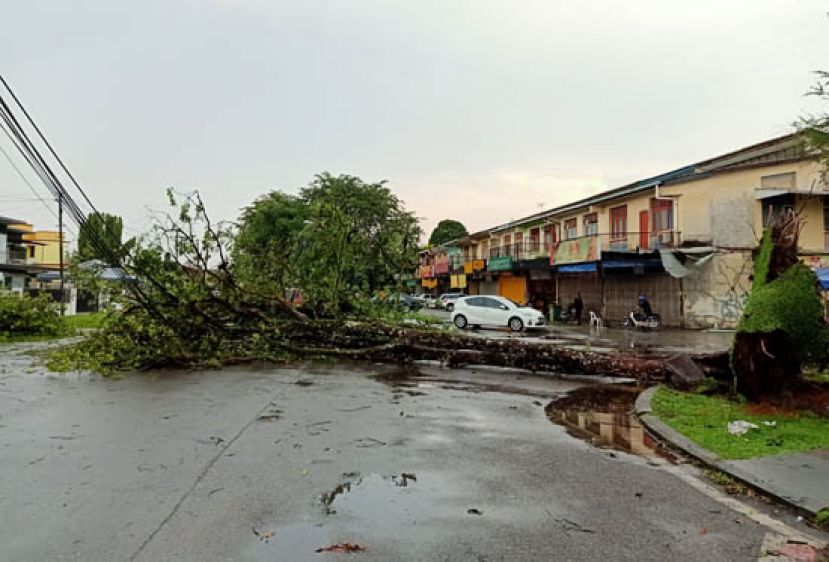 青草路宝光村大树倒在马路中央。