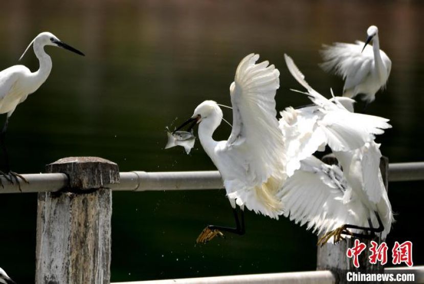 温暖的春天，白鹭在厦门筼筜湖畔觅食。