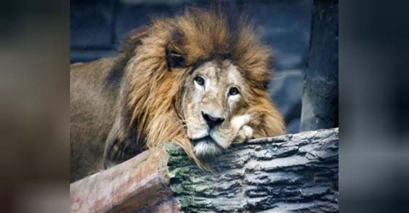 印尼动物园零收入难支撑 恐宰老弱动物喂饱濒虎豹