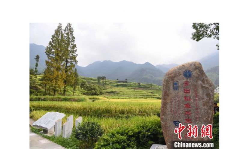 浙江青田龙现村。