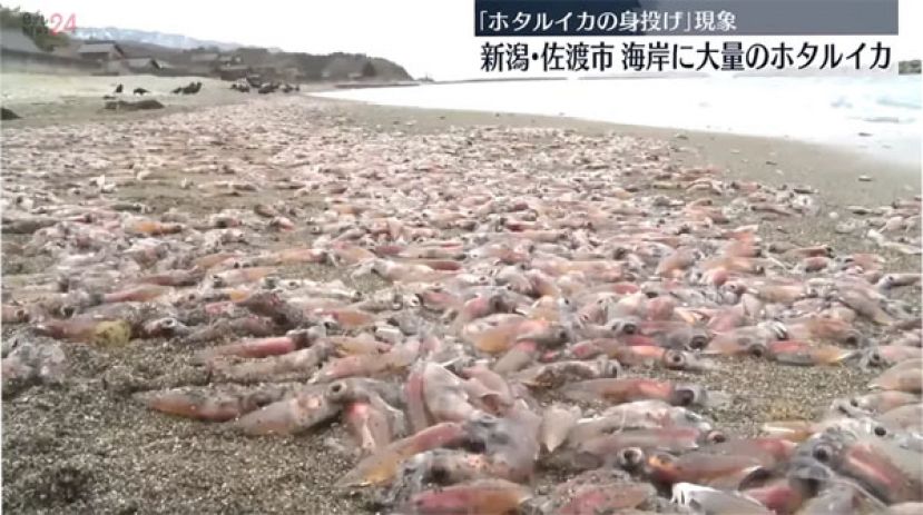 日本奇特的现象 大量乌贼被冲上岸