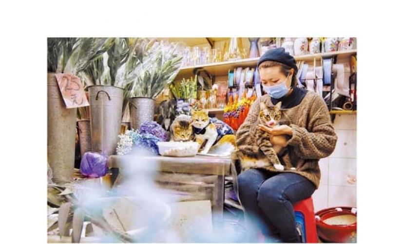 花店老板Clara曾救猫逾30只，除了几位猫店长，仓库还住了几只怕生的猫。