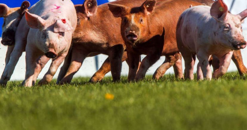 杂交的&ldquo;超级猪&rdquo;在加拿大泛滥后，正大举进逼美国。